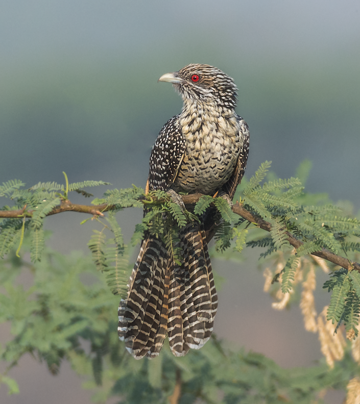 Birds on the Campus - NSS College Cherthala